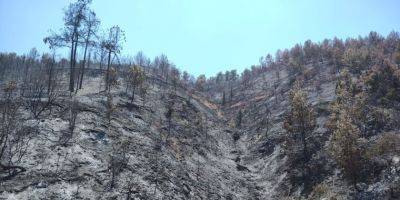 Пожары после обстрелов уничтожили десятки тысяч дунамов лесов - detaly.co.il - Израиль - Ливан