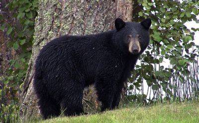 Смертельное нападение черного медведя - первое в истории Калифорнии - mignews.net - штат Калифорния