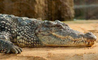 Рейнджеры застрелили крокодила, который убил девочку, купавшуюся в реке - mignews.net - Австралия