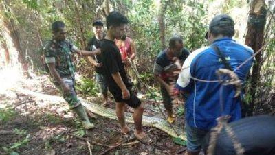 В Индонезии питоны начали есть людей - вторая жертва за месяц - mignews.net - Индонезия