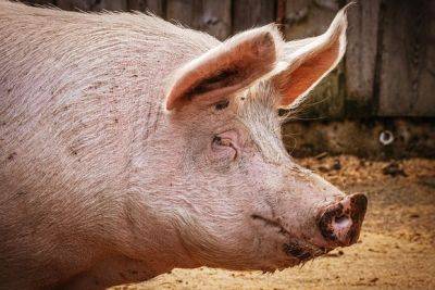 В РФ обнаружена африканская чума свиней: введен режим ЧС - mignews.net - Россия - Краснодарский край
