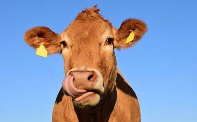 В Англии огромное стадо коров переполошили деревню - mignews.net - Англия