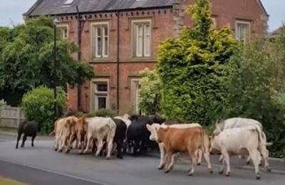 В Англии стадо коров сбежало с пастбища, уничтожая сады по дороге - mignews.net - Англия