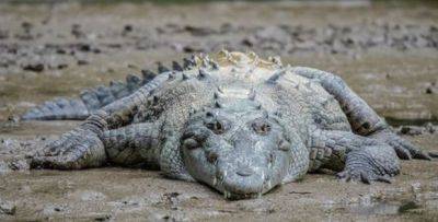 Мексика: 200 крокодилов вышли погулять - mignews.net - Мексика