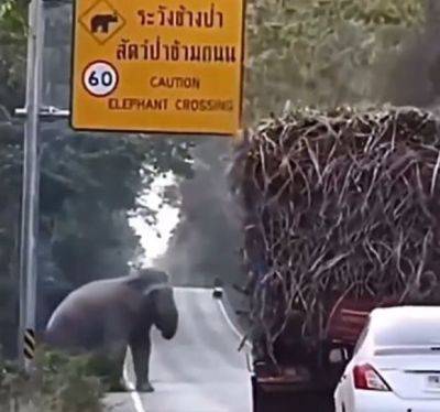 В Таиланде слоны грабят грузовики с сахарным тростником - mignews.net - Таиланд