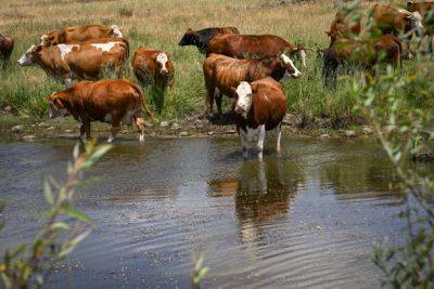 10 коров погибли в районе горы Мерон при ракетном обстреле «Хизбаллы» - nashe.orbita.co.il - Израиль