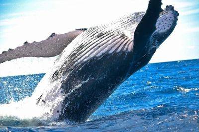 Активист по борьбе с китобойным промыслом арестован в Гренландии - mignews.net - Япония - Дания - Гренландия