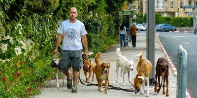 Эли Далаль - Принят закон, который позволит выявлять собак, нагадивших в общественном месте - detaly.co.il