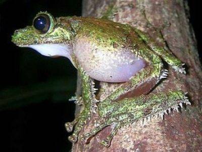 У лягушек наблюдают “сексуальный каннибализм” - mignews.net - Австралия
