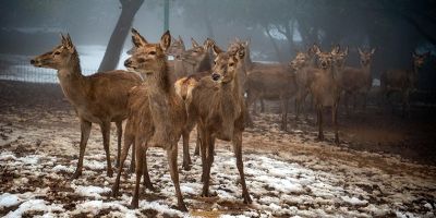 Прогноз погоды в Израиле: «Коралл» уже здесь. Холодно, а скоро будет еще холоднее - detaly.co.il - Израиль - Иерусалим